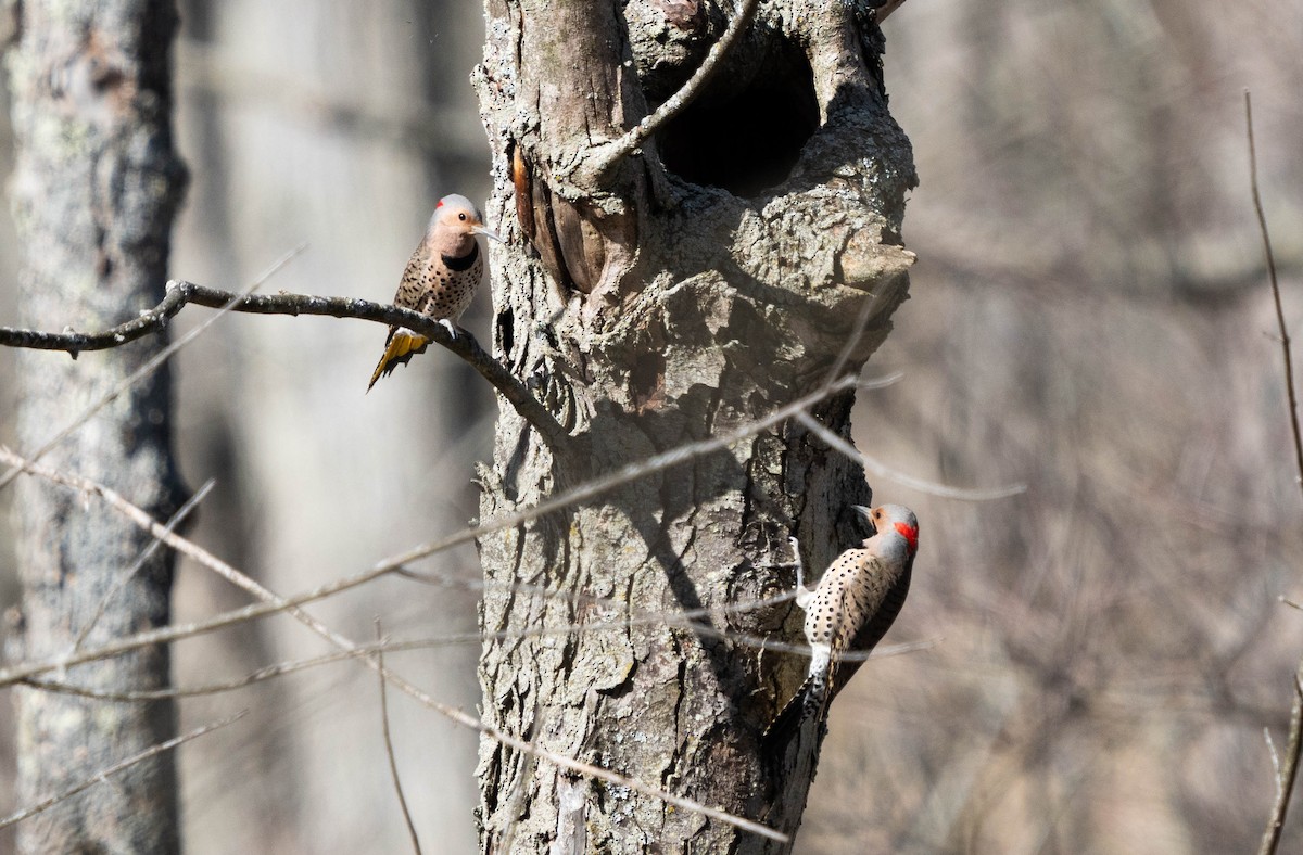 Northern Flicker - ML617046375