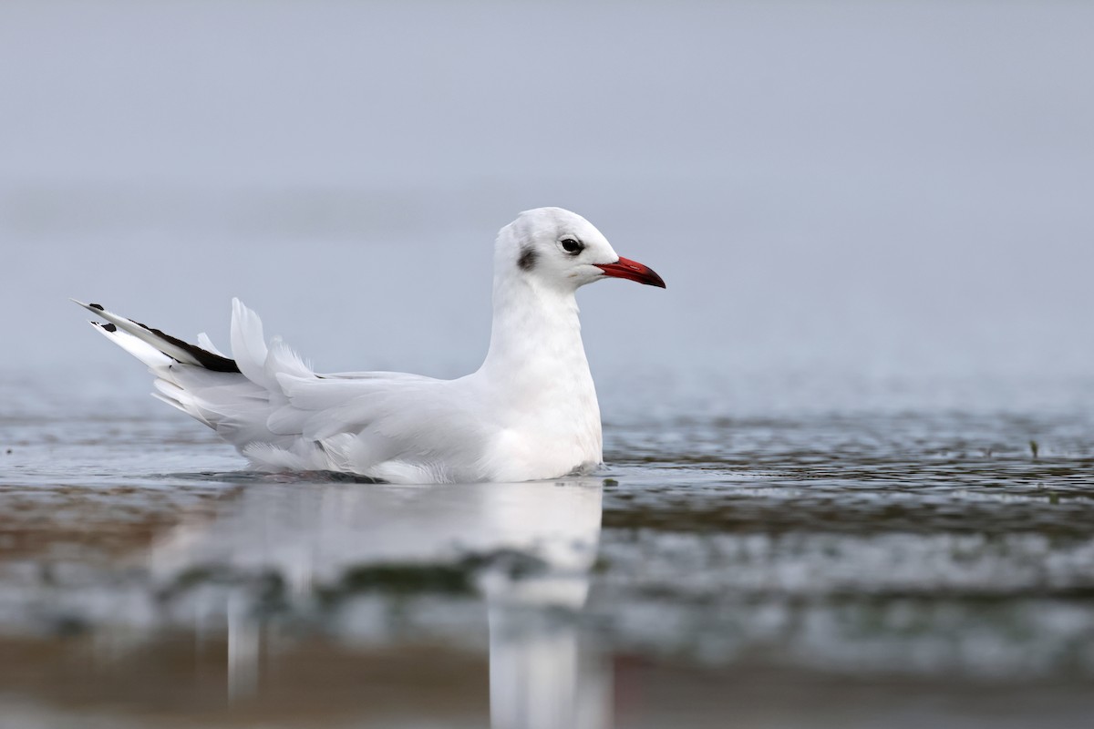 Brown-hooded Gull - ML617046429