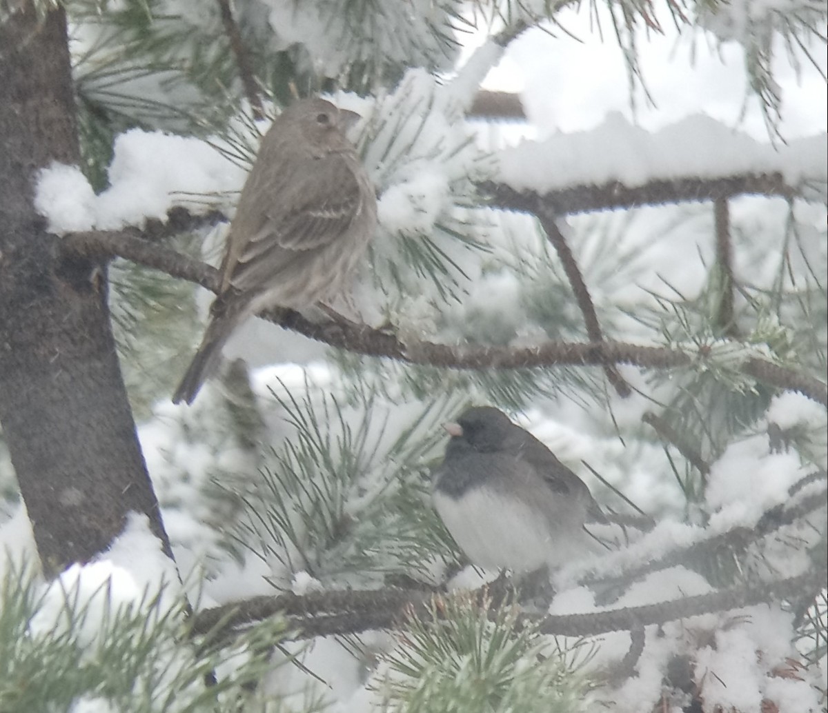 Junco ardoisé - ML617046446