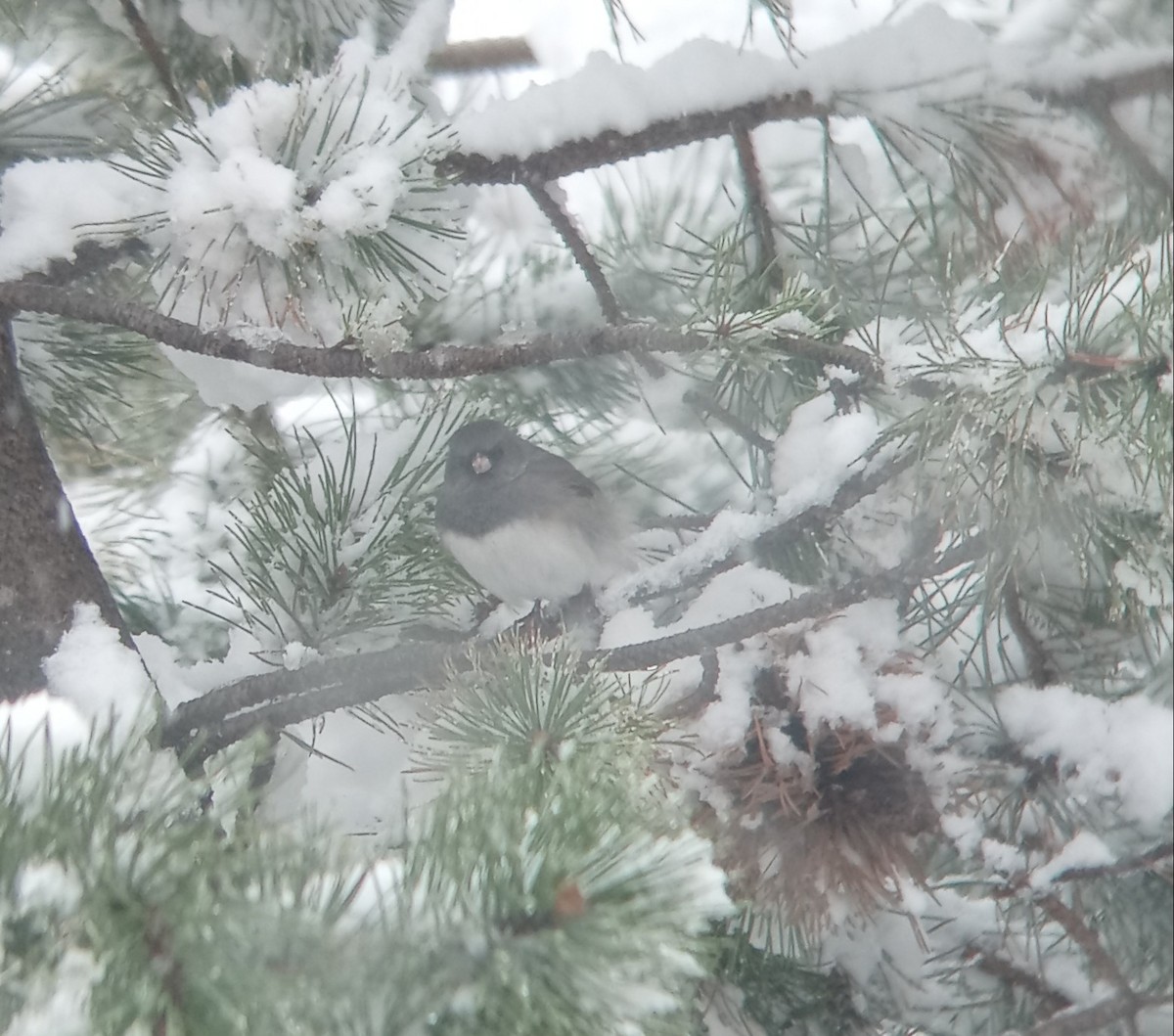 Junco ardoisé - ML617046447