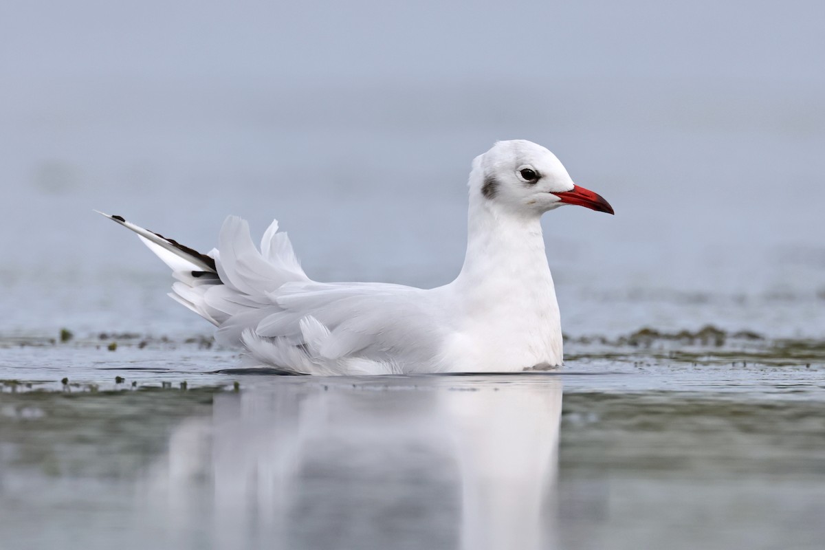 Brown-hooded Gull - ML617046448