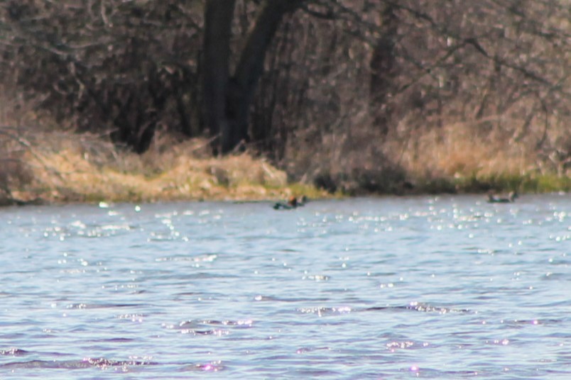 Eurasian Wigeon - ML617046479