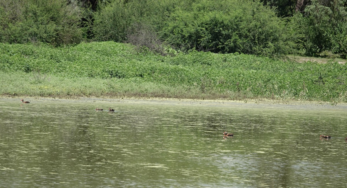 Black-bellied Whistling-Duck - Eric Hough