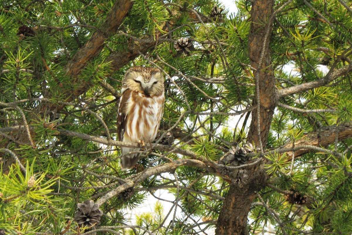 Northern Saw-whet Owl - Maurice Raymond