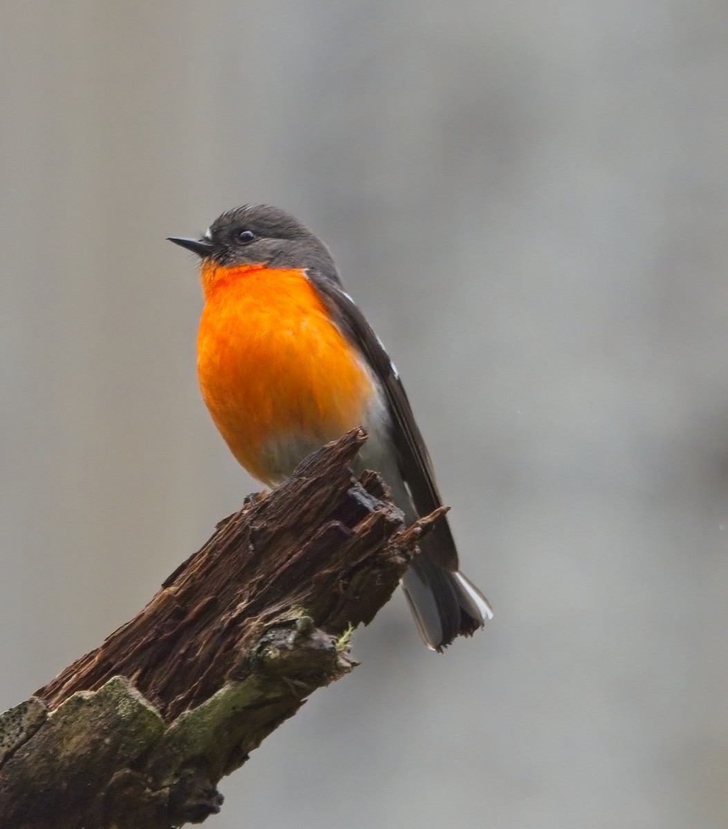 Flame Robin - Nimal Karunajeewa