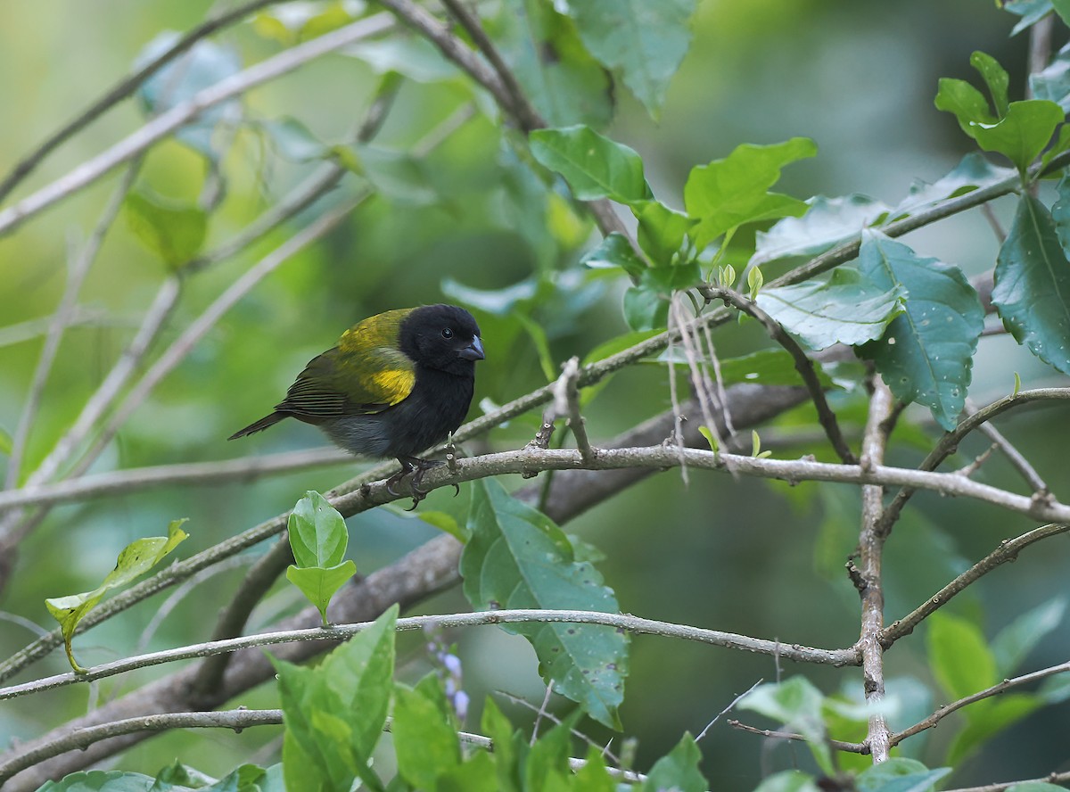 Yellow-shouldered Grassquit - ML617046537