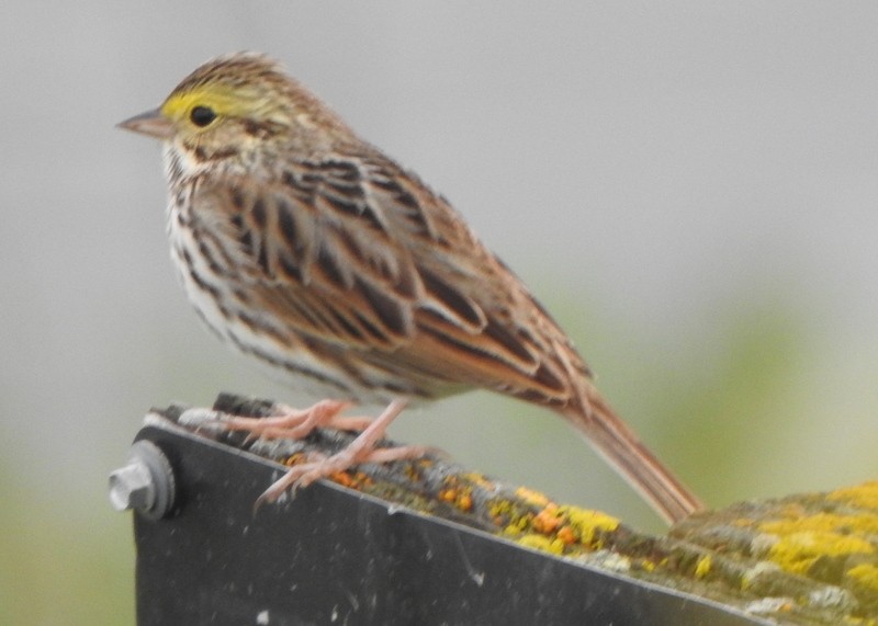 Savannah Sparrow - ML617046539