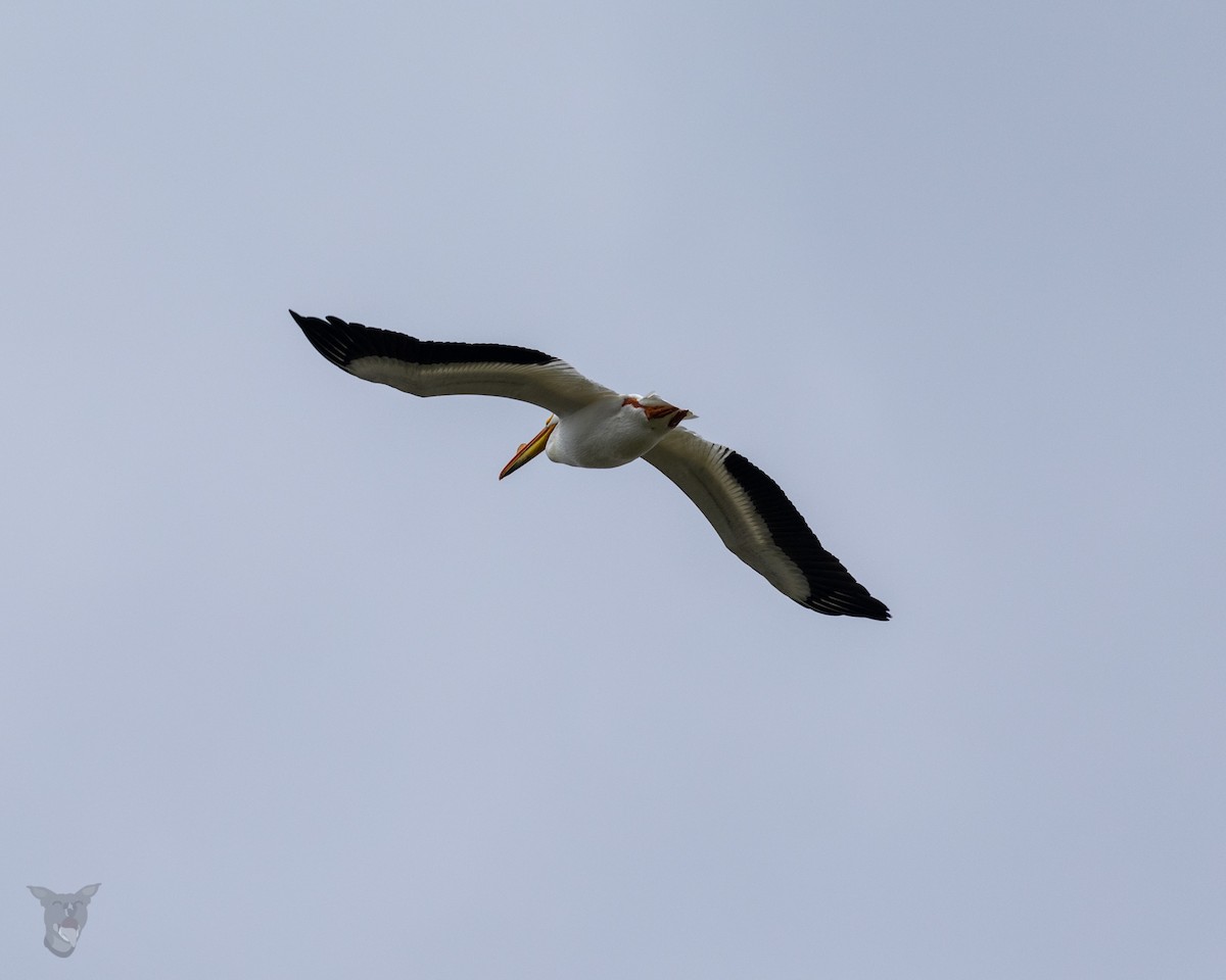 American White Pelican - ML617046545