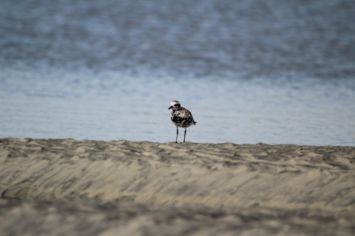 Black-bellied Plover - M Alexander