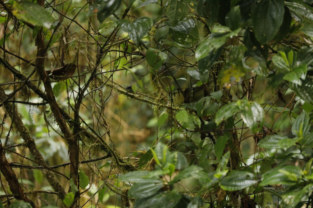 Black-cheeked Warbler - ML617046570