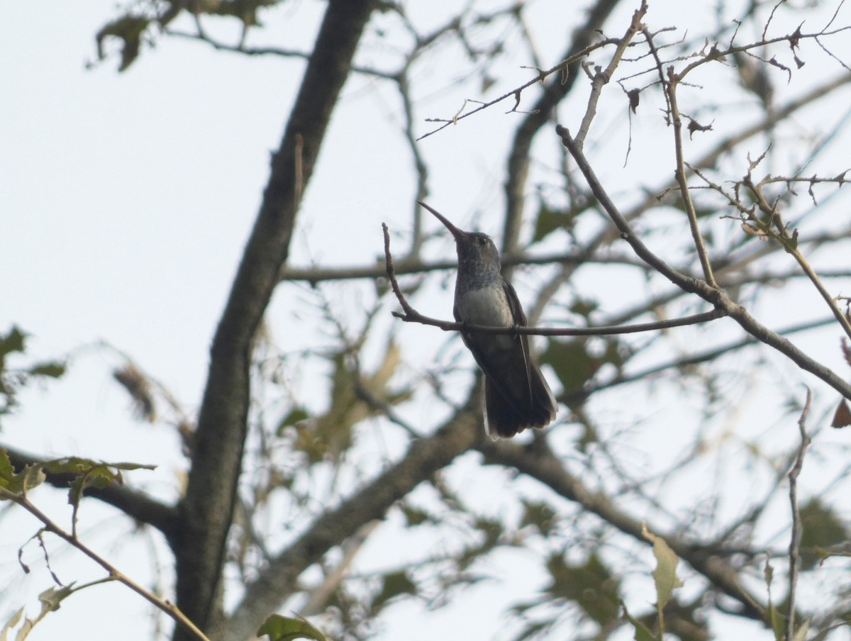 kolibřík honduraský - ML617046595