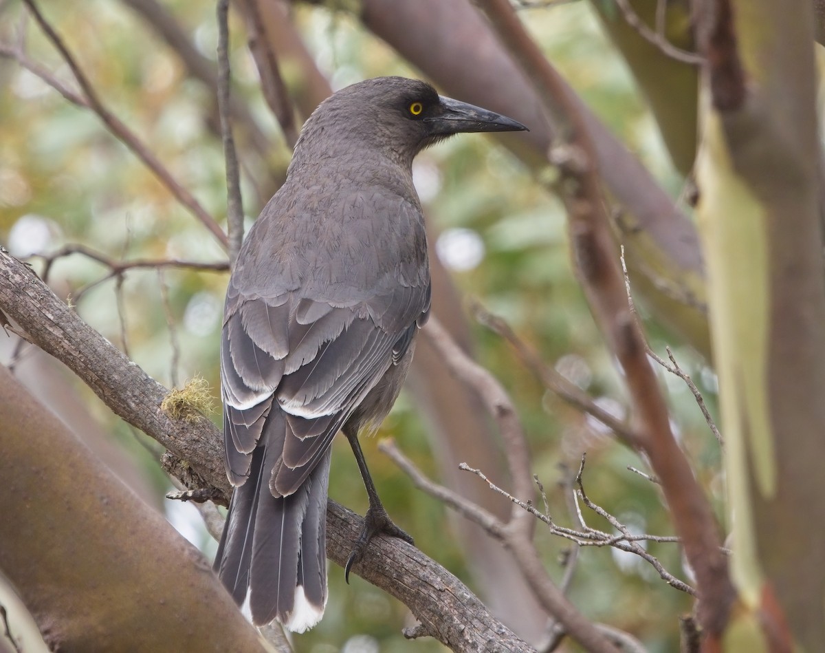 Gray Currawong - ML617046619