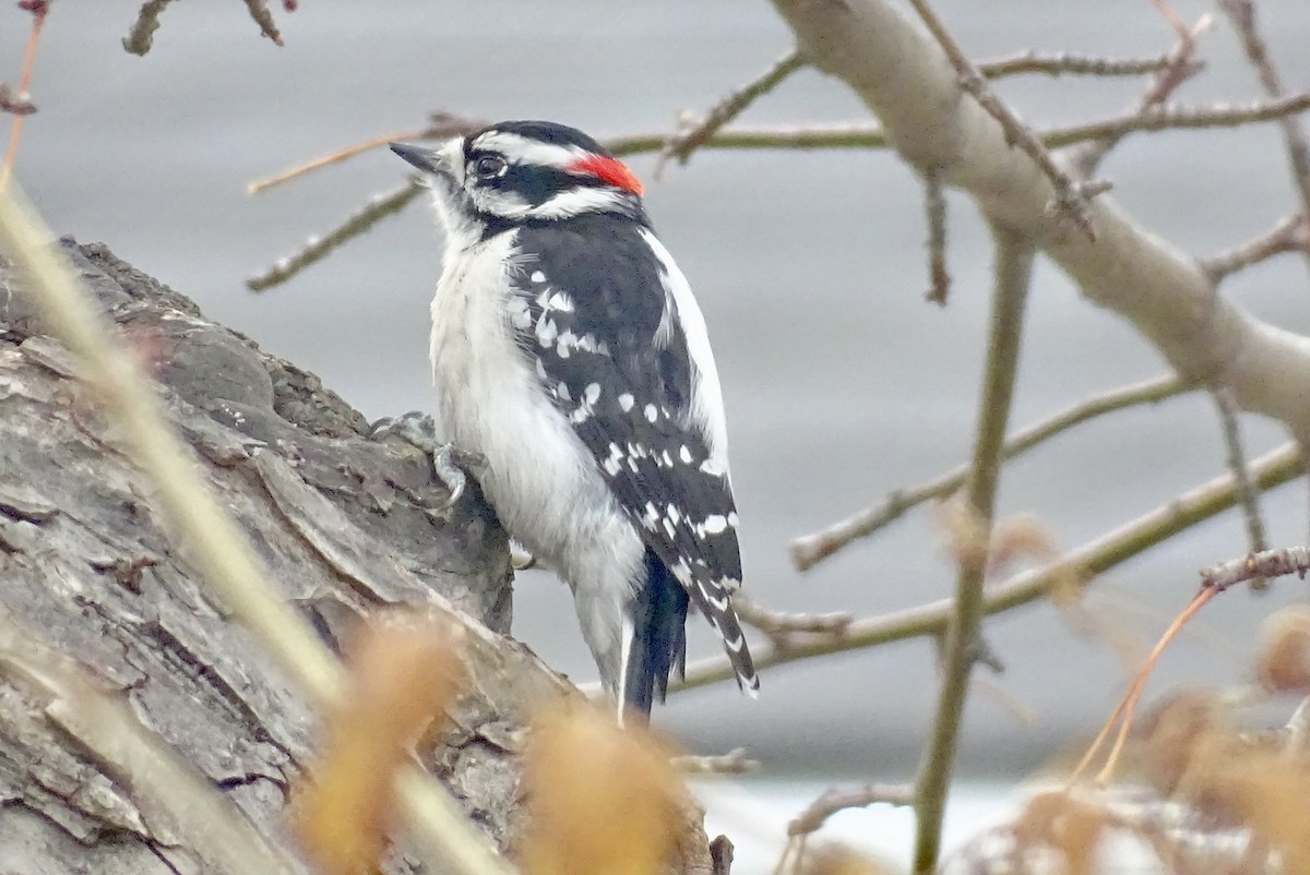 Downy Woodpecker - ML617046632