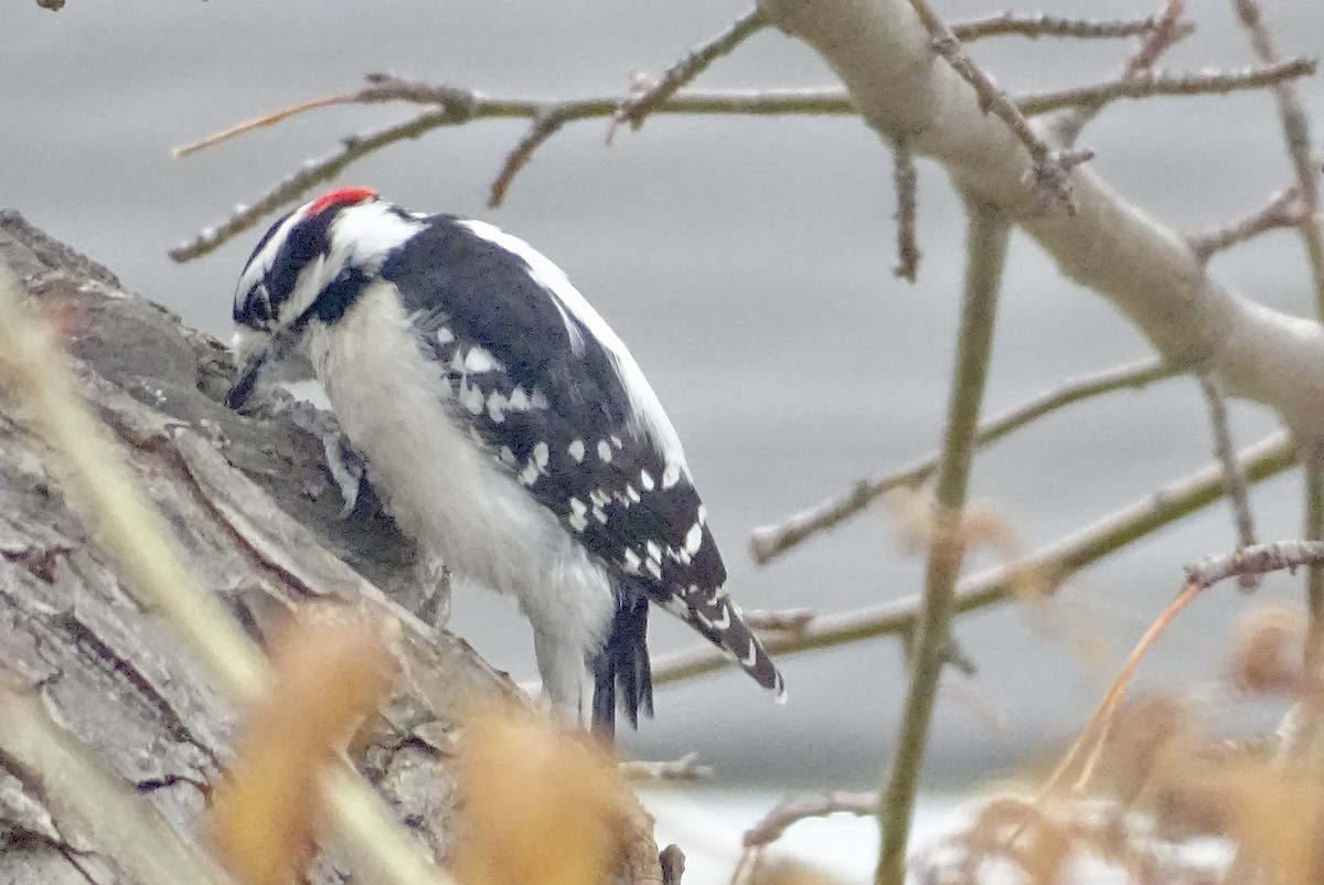 Downy Woodpecker - ML617046633