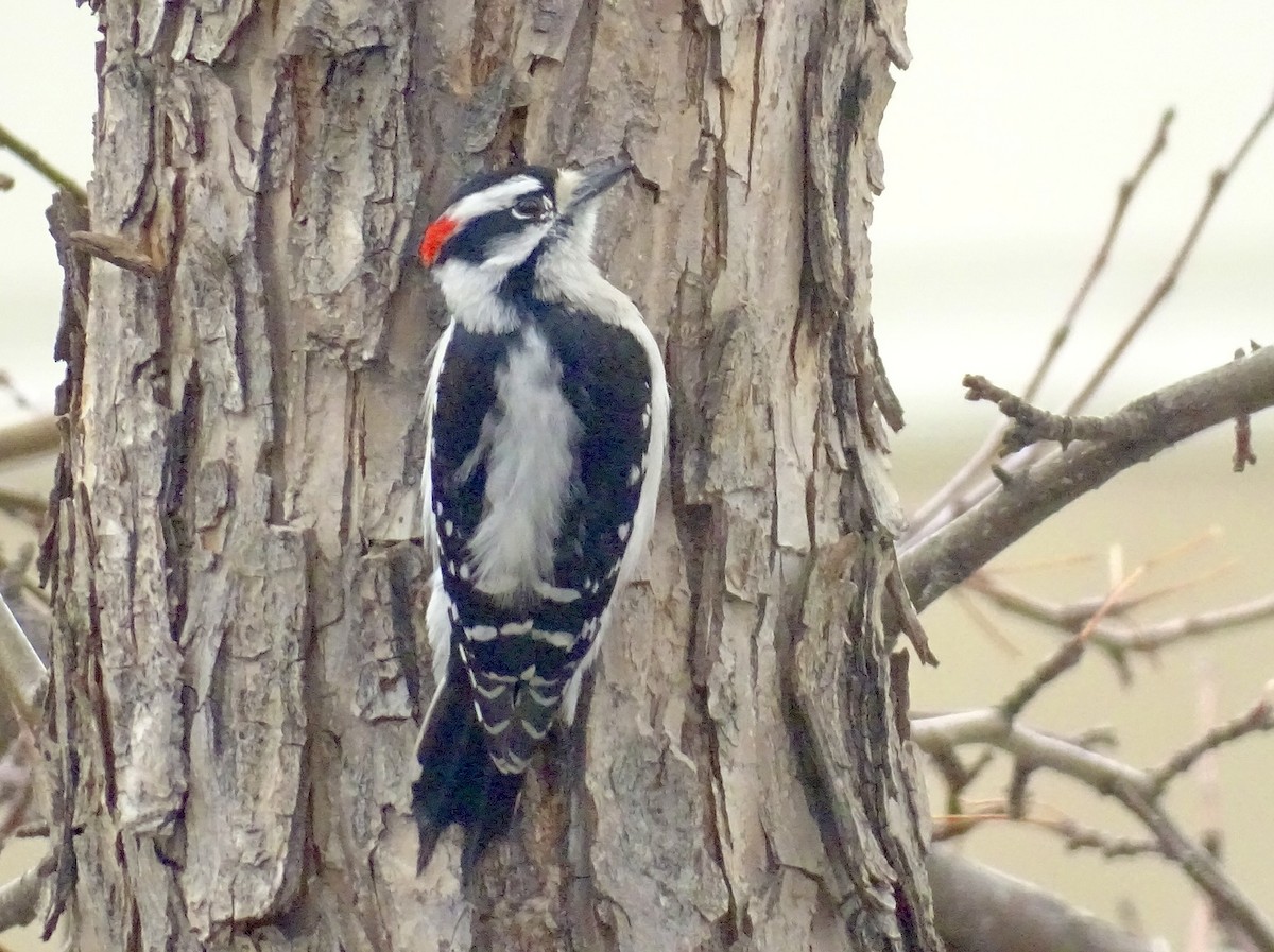 Downy Woodpecker - ML617046634