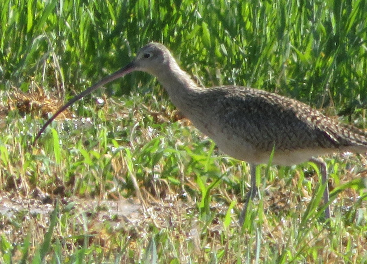 Long-billed Curlew - Patricia Russell