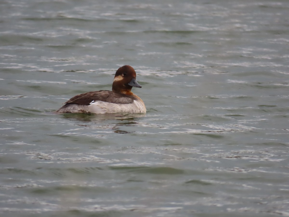 Bufflehead - Christopher Tomera