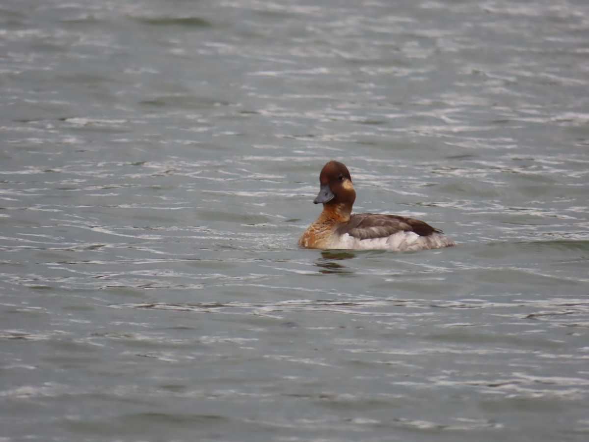 Bufflehead - Christopher Tomera