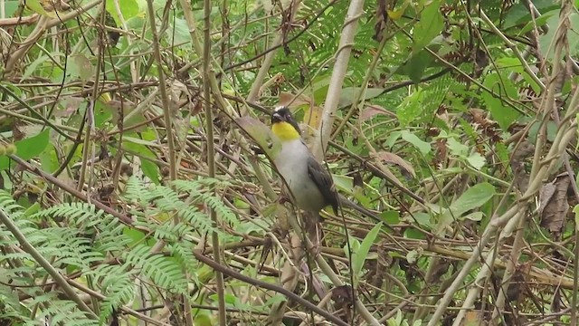 White-naped Brushfinch - ML617046724