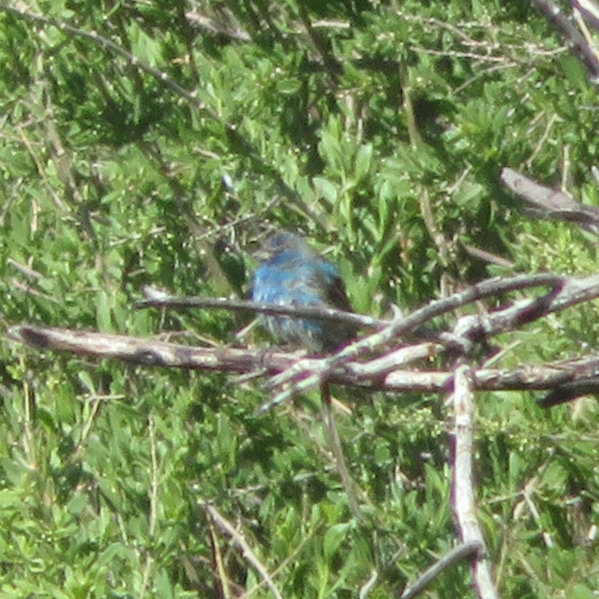 Indigo Bunting - ML617046759