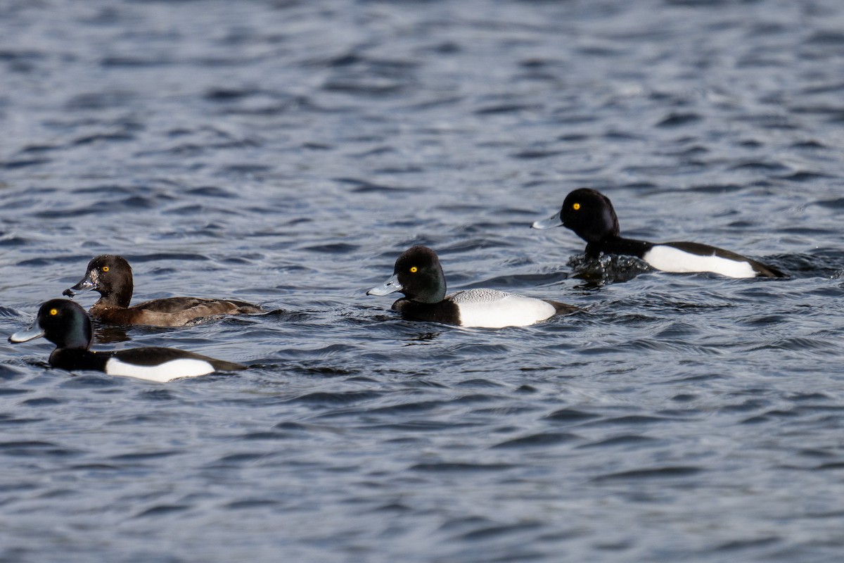 Lesser Scaup - ML617046768