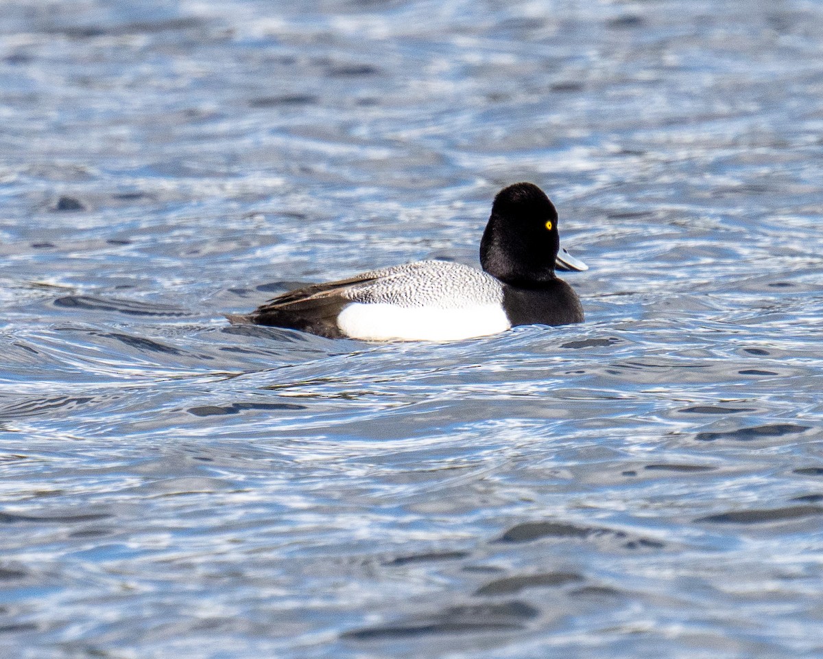 Lesser Scaup - ML617046769