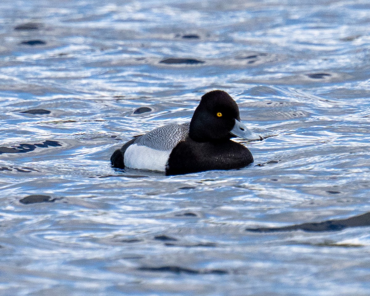 Lesser Scaup - ML617046770