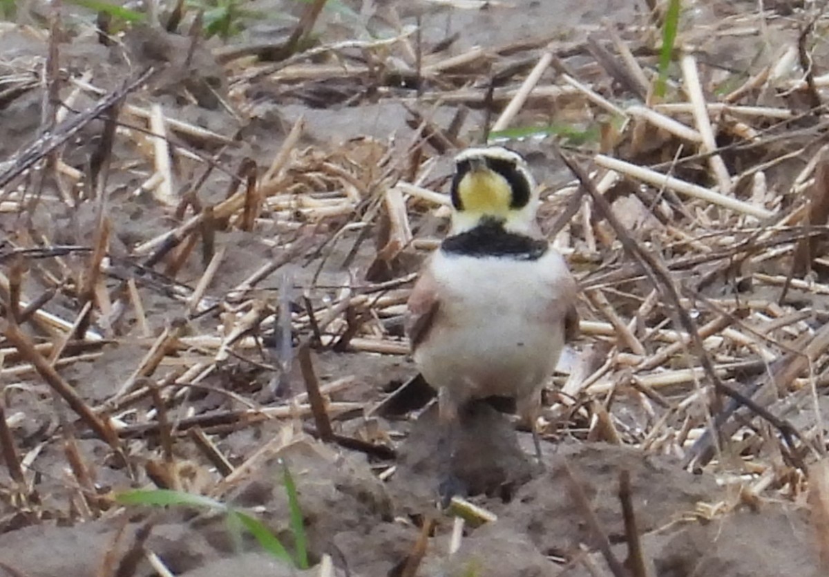 Horned Lark - Joanne Muis Redwood