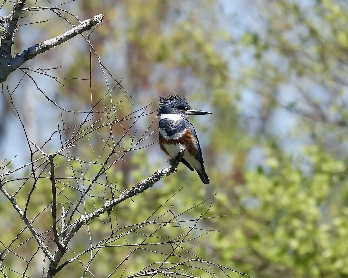 Belted Kingfisher - ML617046774