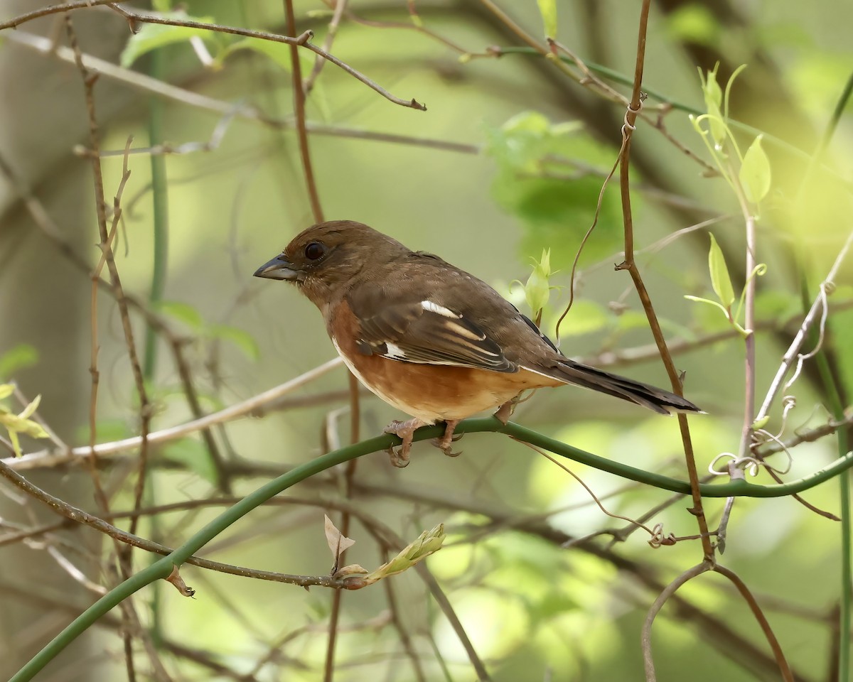 Eastern Towhee - ML617046797