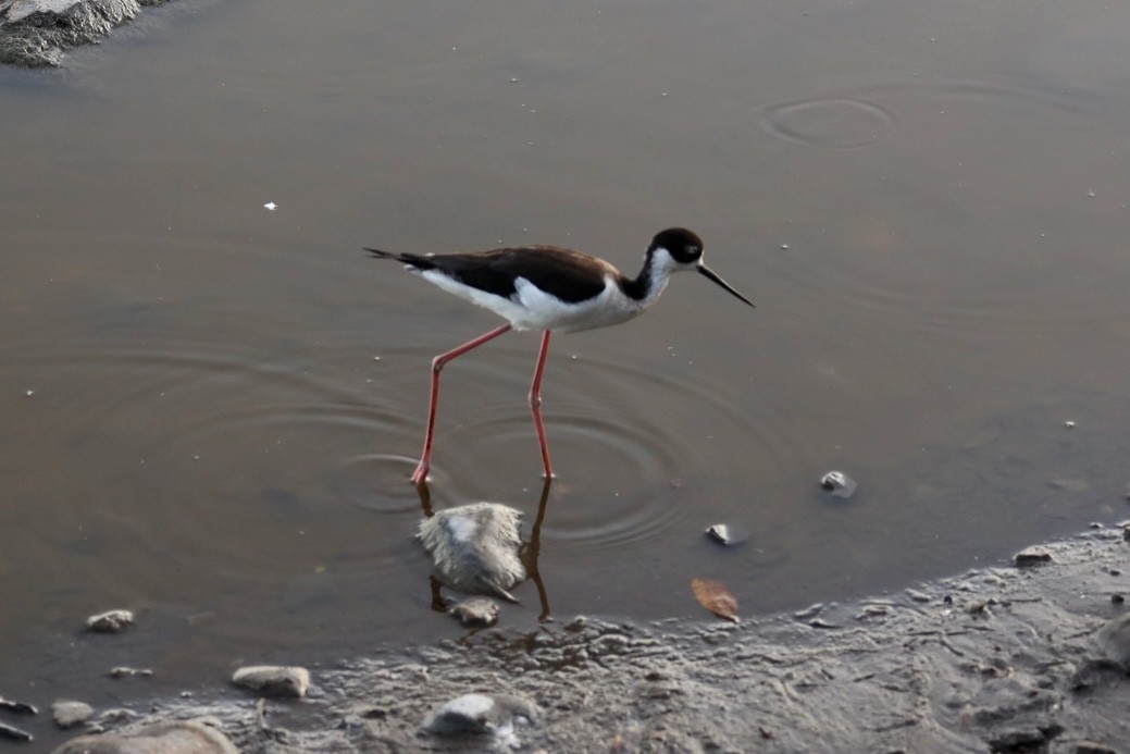 Black-necked Stilt - ML617046805