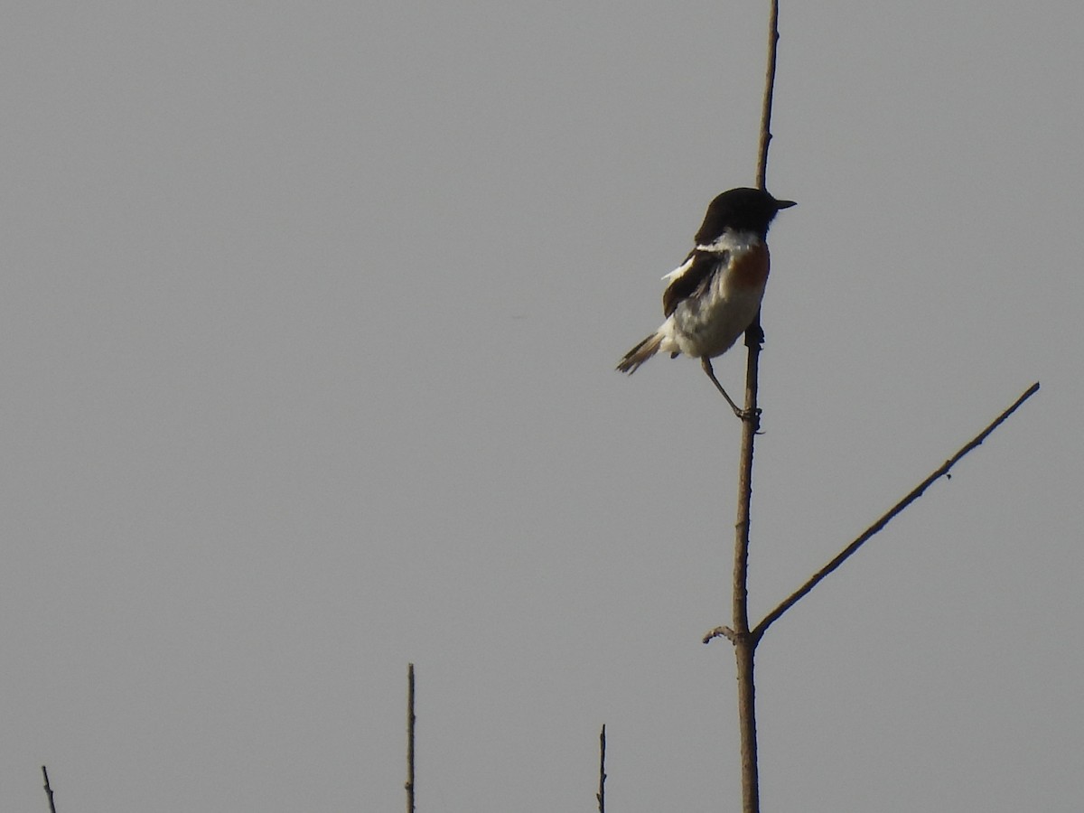 White-tailed Stonechat - Kalyani Kapdi