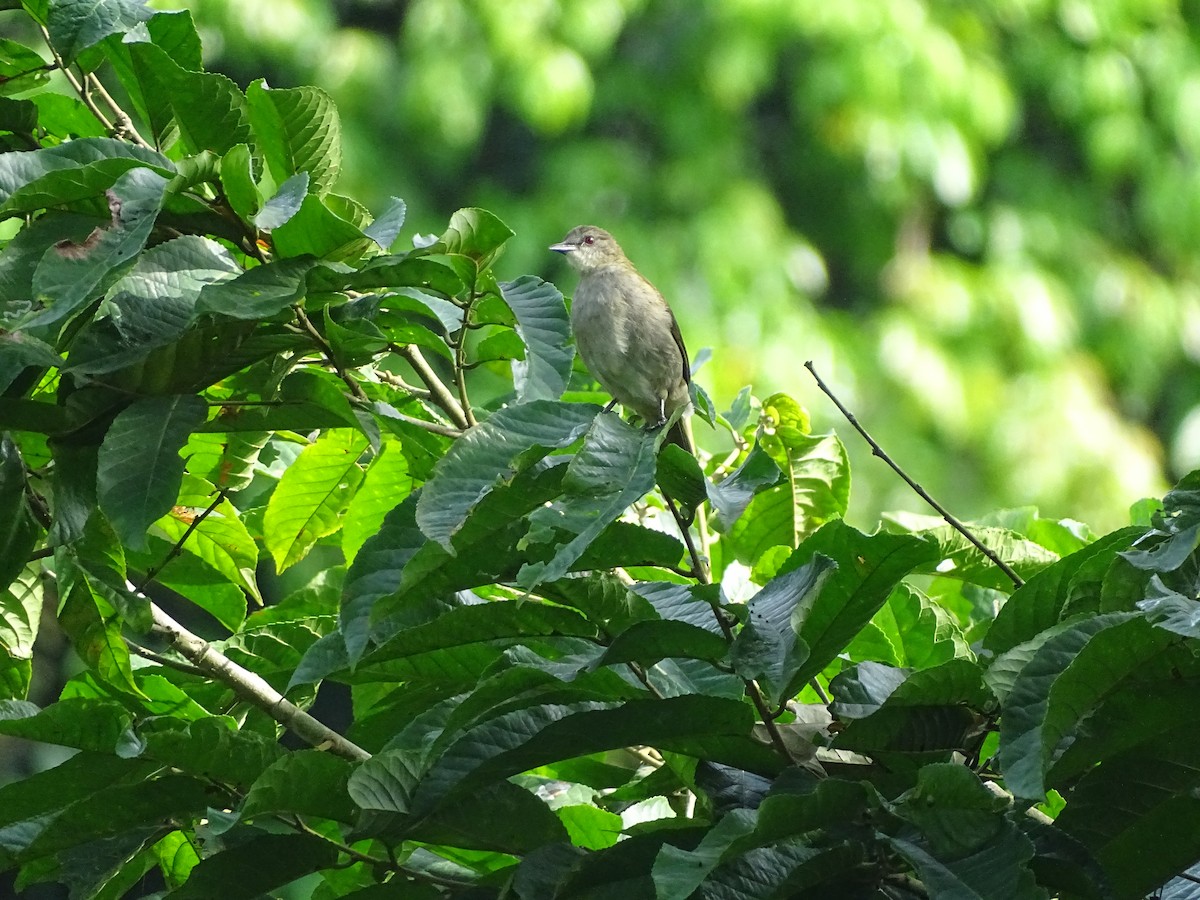 Slender-billed Greenbul - ML617046873