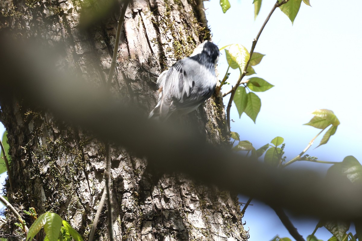 White-breasted Nuthatch - ML617046892