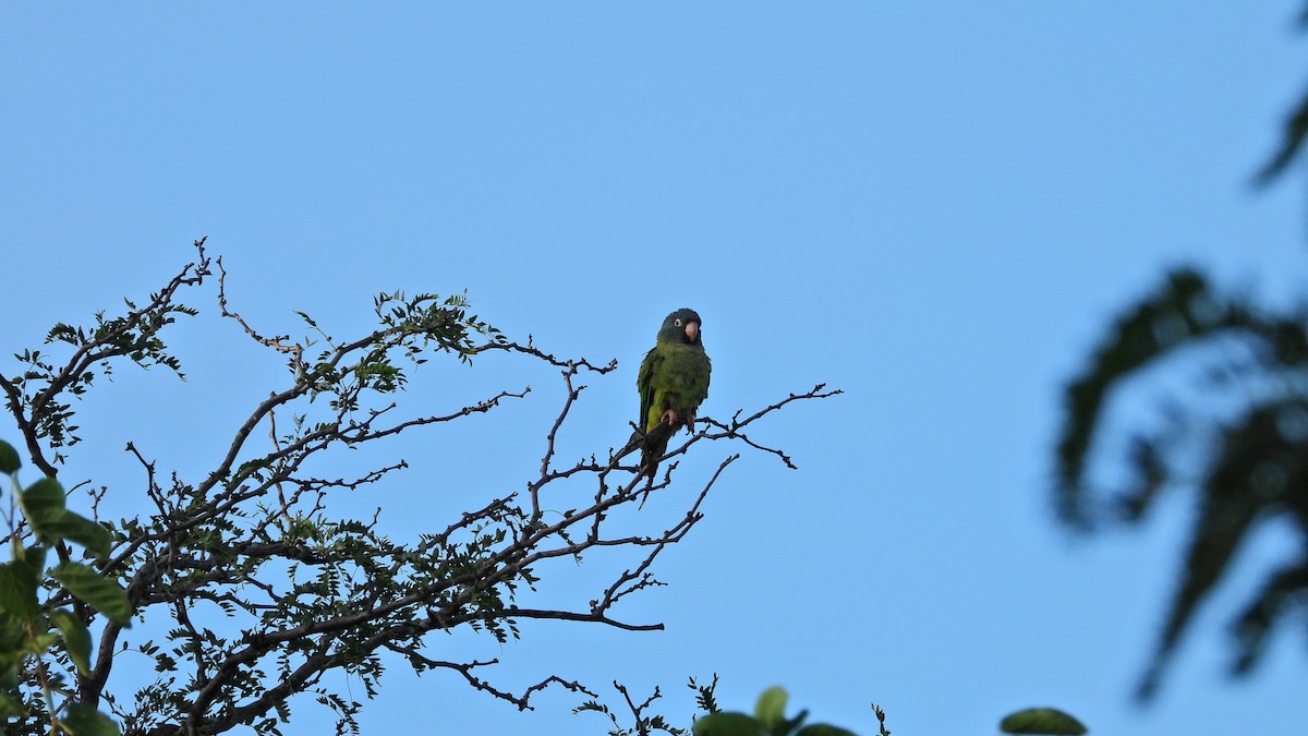 Blue-crowned Parakeet - ML617046904