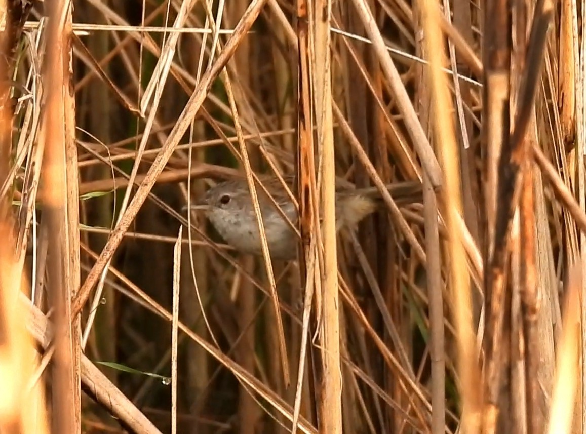 Swamp Grass Babbler - Kalyani Kapdi