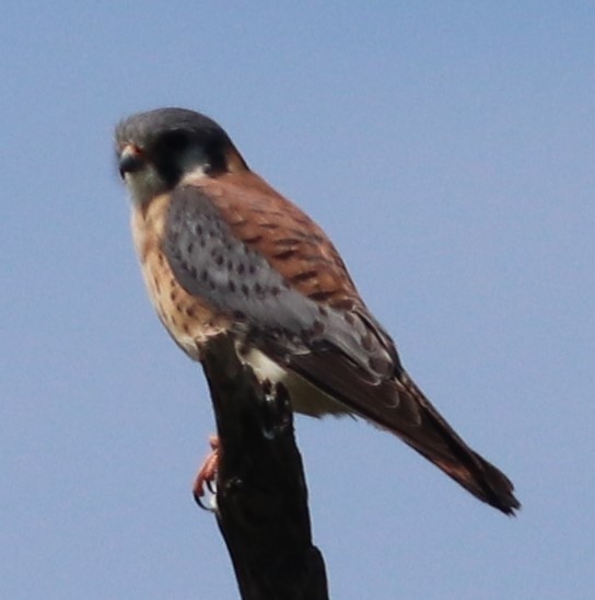 American Kestrel - ML617046925