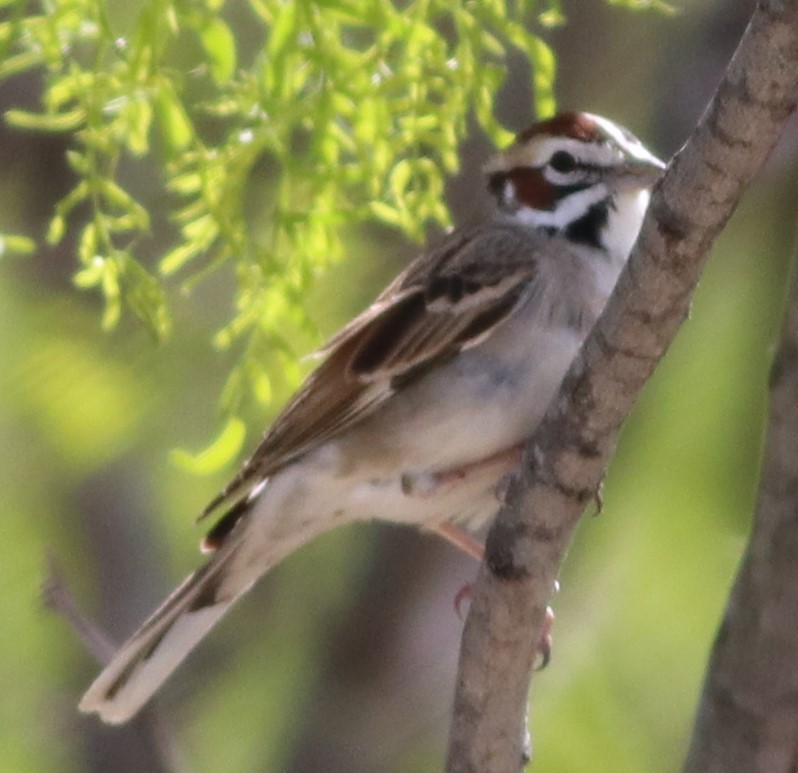 Lark Sparrow - ML617046939