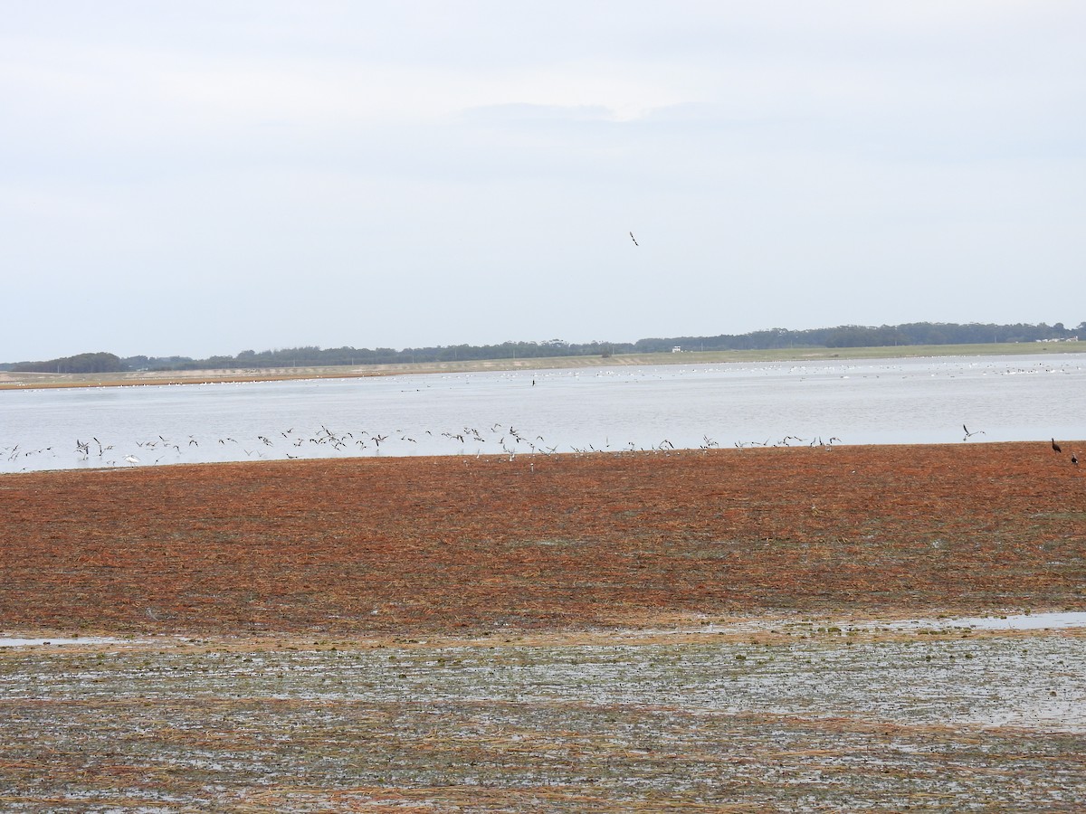 White-rumped Sandpiper - ML617046966