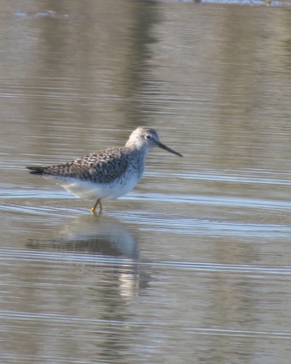 Lesser Yellowlegs - ML617046997