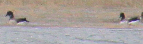 berneška tmavá (ssp. hrota) - ML617047009