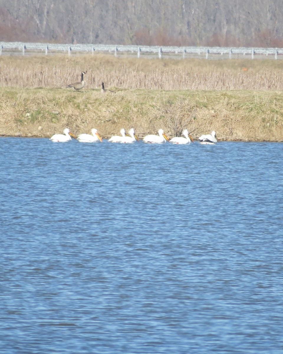 American White Pelican - ML617047033