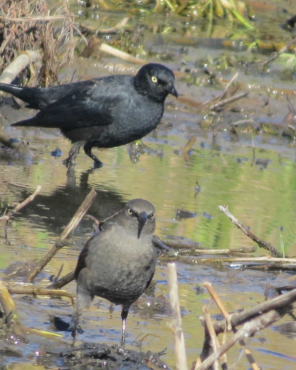 Rusty Blackbird - ML617047074