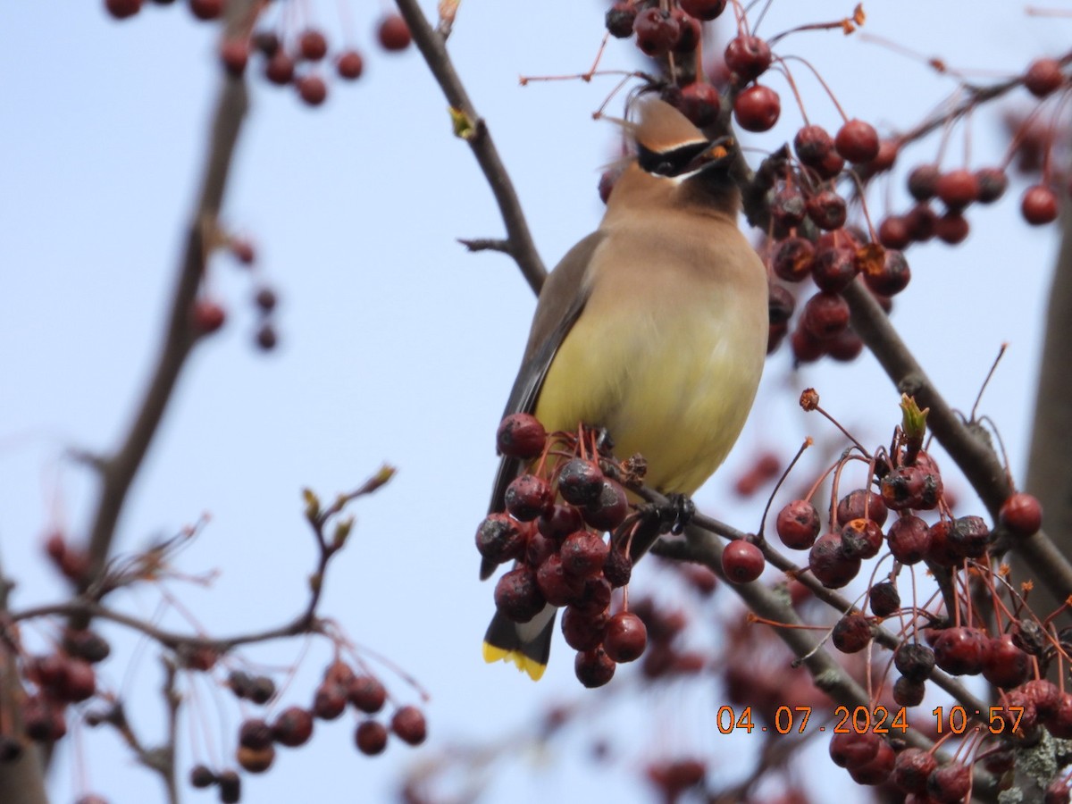 Cedar Waxwing - ML617047088