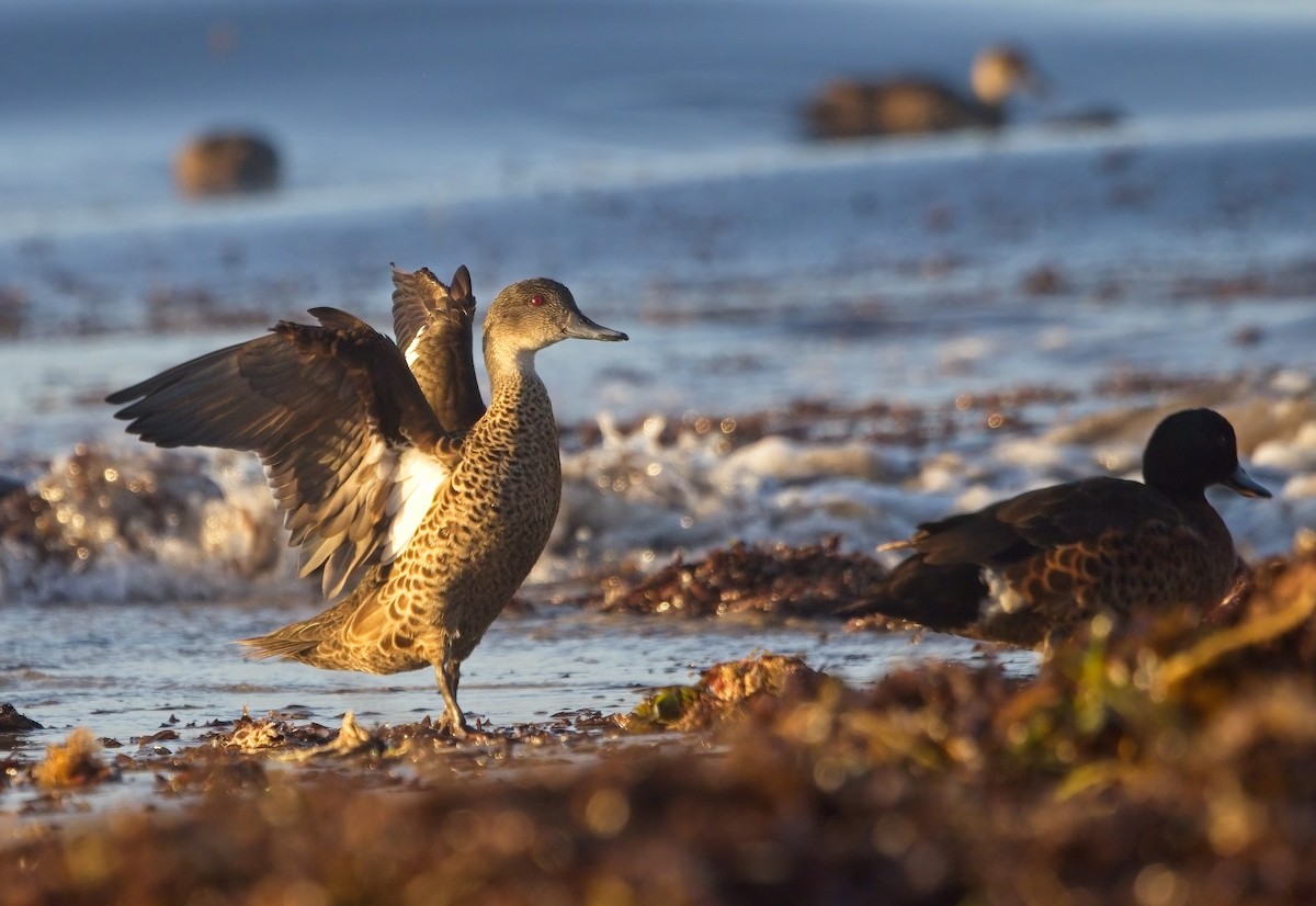 Chestnut Teal - Nimal Karunajeewa