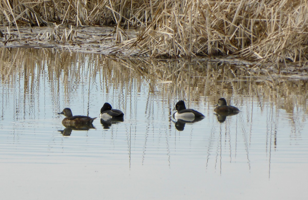 Ring-necked Duck - ML617047137