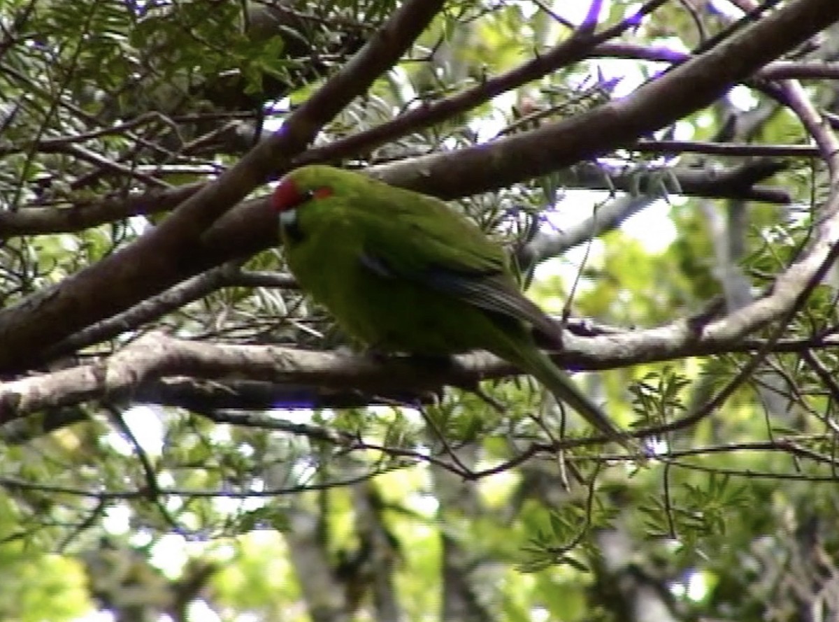 Perico Maorí Cabecirrojo - ML617047195