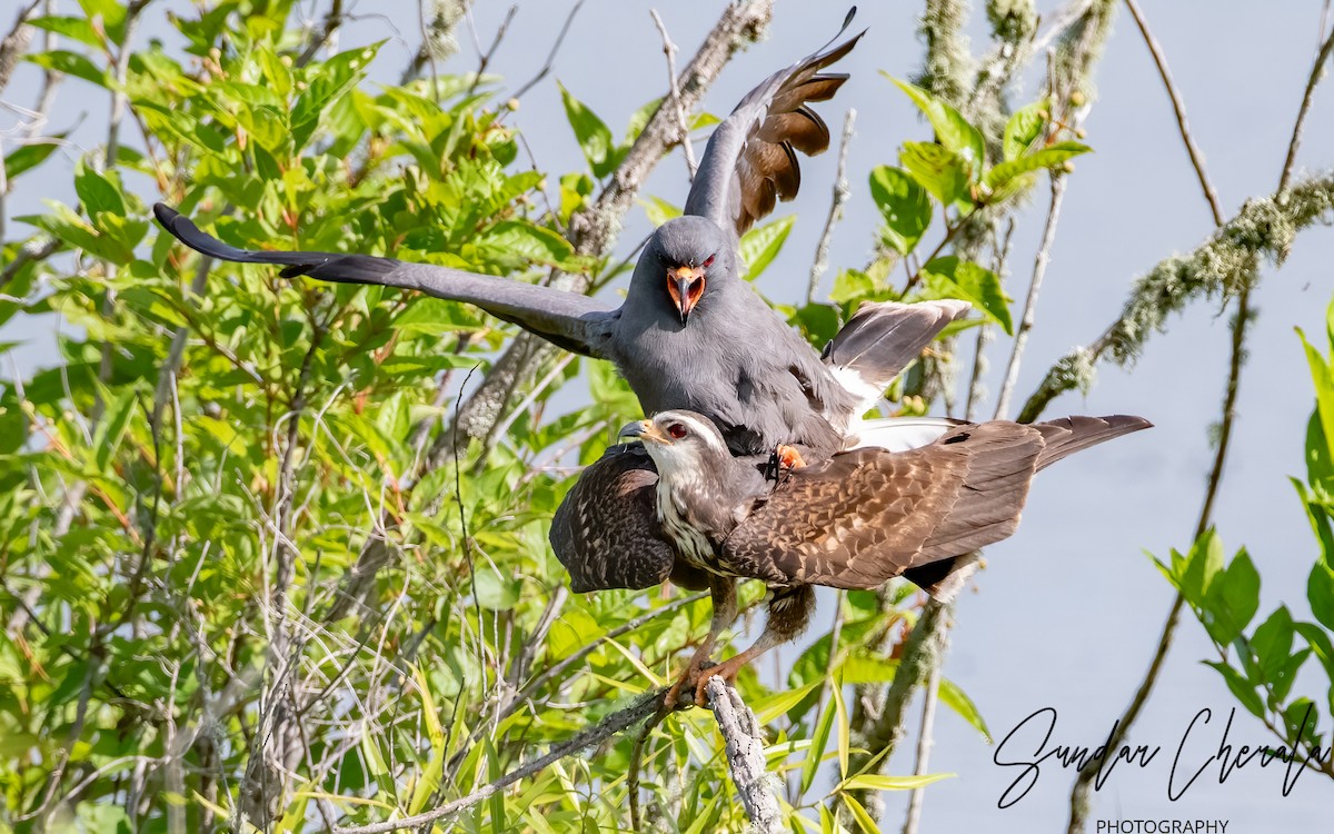 Snail Kite - ML617047206