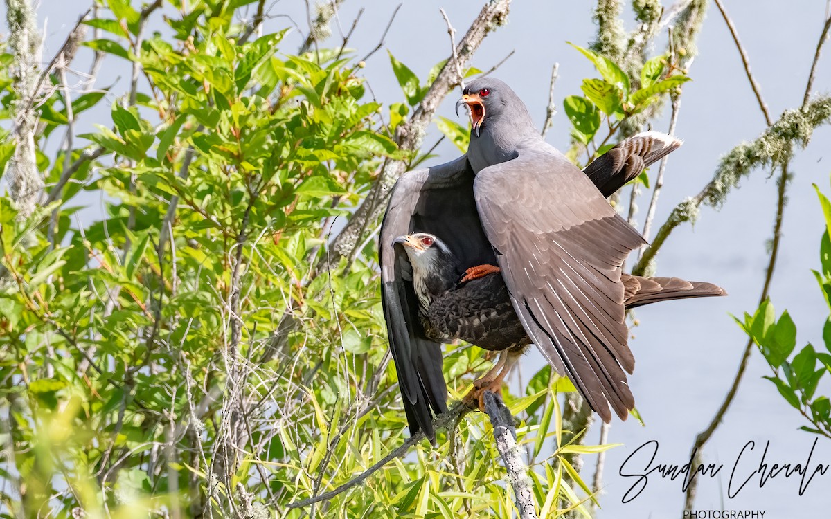 Snail Kite - ML617047207