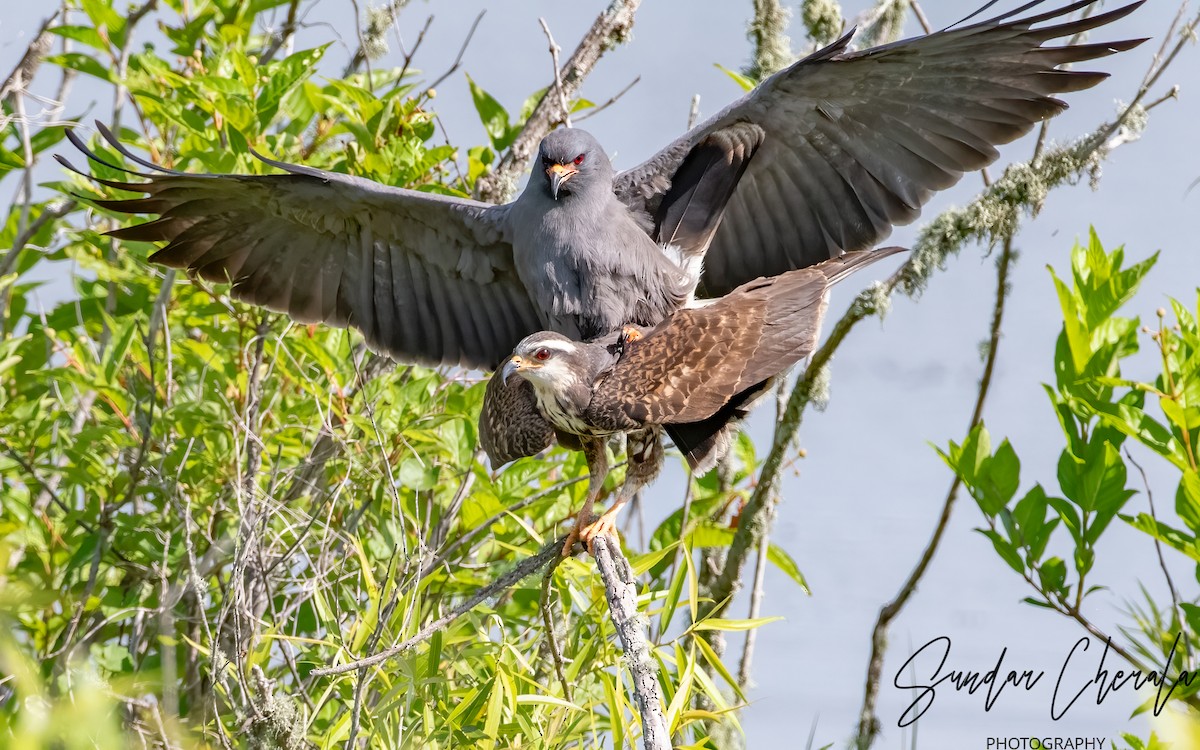 Snail Kite - ML617047209